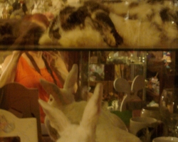 Bunny-Museum-692