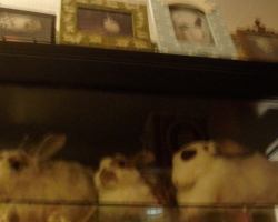 Bunny-Museum-693