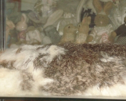 Bunny-Museum-711
