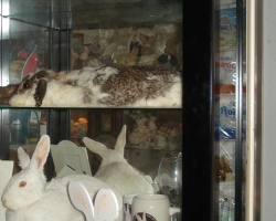 Bunny-Museum-712