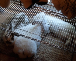 Bunny-Museum-734