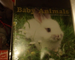Bunny-Museum-760