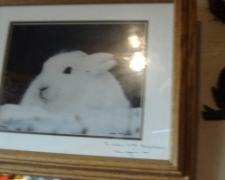 Bunny-Museum-795